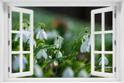 Fototapeta Naklejka Na Ścianę Okno 3D - Beautifull first flowers snowdrops in spring forest