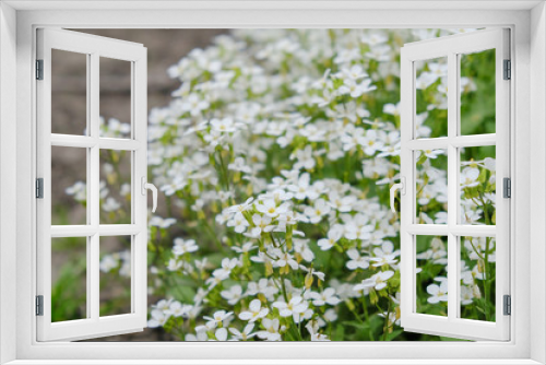 Fototapeta Naklejka Na Ścianę Okno 3D - White flower Gutchinzia alpine bloomed in the garden.