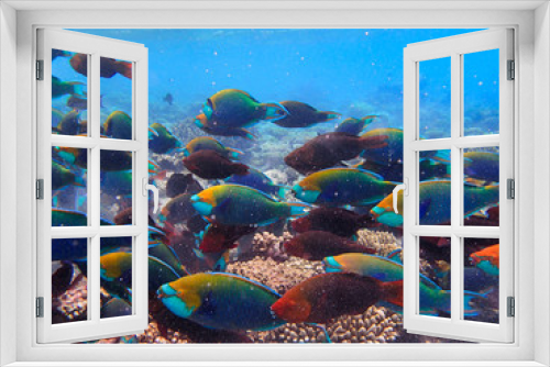 Fototapeta Naklejka Na Ścianę Okno 3D - Parrotfishes (Scaridae) - Kuramathi Maldives