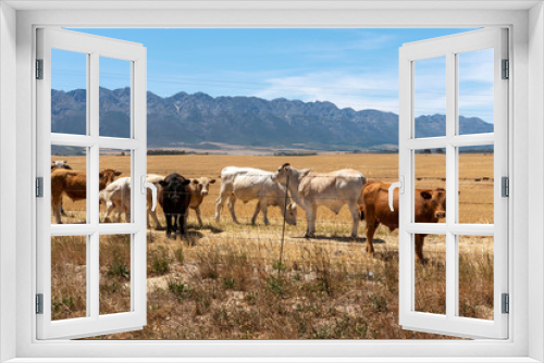Fototapeta Naklejka Na Ścianę Okno 3D - Tulbagh, Western Cape, South Africa. Dec 2019. Cattle grazing in a farm at Tulbagh in on wheat field in the Swartland region of the Western Cape, South Africa