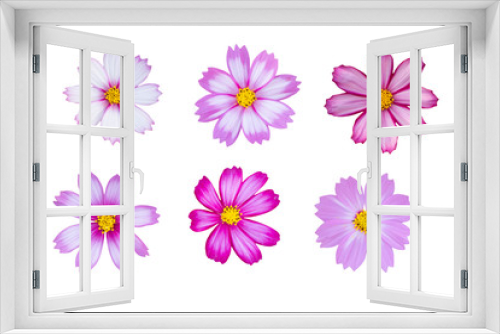 Fototapeta Naklejka Na Ścianę Okno 3D - colorful cosmos flowers  on white background