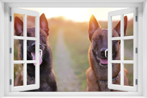 Fototapeta Naklejka Na Ścianę Okno 3D - The portraits of two happy Belgian Shepherd Malinois dogs posing outdoors in sunset light in autumn