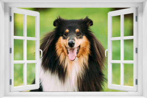 Fototapeta Naklejka Na Ścianę Okno 3D - Tricolor Rough Collie, Scottish Collie, Long-Haired Collie, English Collie, Lassie Adult Dog.