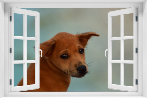 Fototapeta Naklejka Na Ścianę Okno 3D -  A little puppy that is cold and scared At the beach