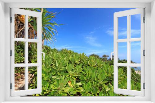 Fototapeta Naklejka Na Ścianę Okno 3D - コマカ島の亜熱帯植物