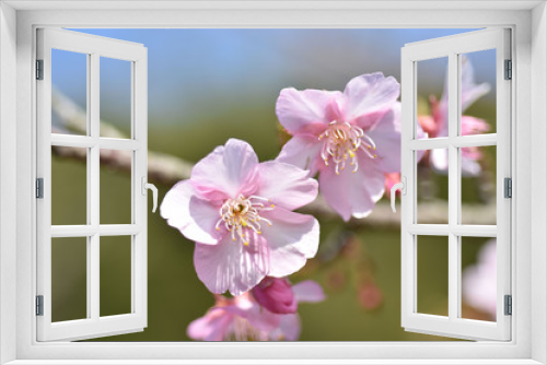 Fototapeta Naklejka Na Ścianę Okno 3D - さくら、にほんの桜