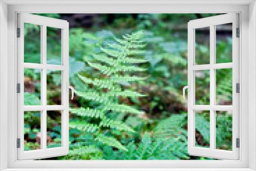 Fototapeta Naklejka Na Ścianę Okno 3D - Waldpflanzen
