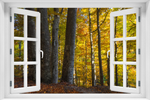 Fototapeta Naklejka Na Ścianę Okno 3D - Golden Forest