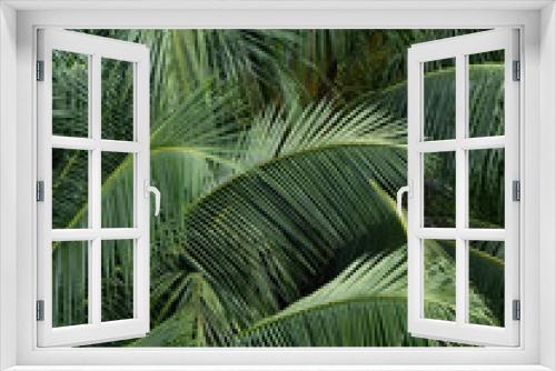 Fototapeta Naklejka Na Ścianę Okno 3D - green coconut leaf