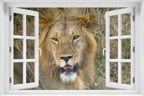 Fototapeta Naklejka Na Ścianę Okno 3D - Portrait of a lion resting under a tree in Serengeti National Park
