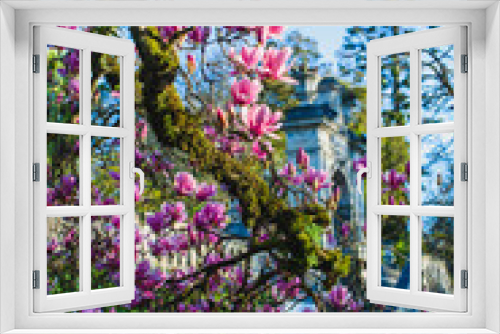 Fototapeta Naklejka Na Ścianę Okno 3D - a beautiful view on the magnolia tree in a park