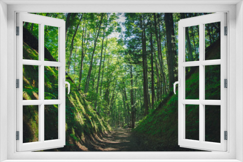 Fototapeta Naklejka Na Ścianę Okno 3D - 夏の森の小道