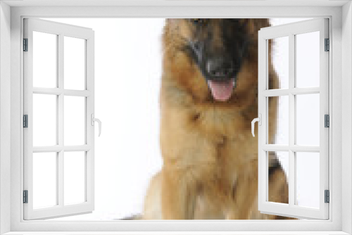Fototapeta Naklejka Na Ścianę Okno 3D - pastore tedesco - german shepherd dog - berger allemand