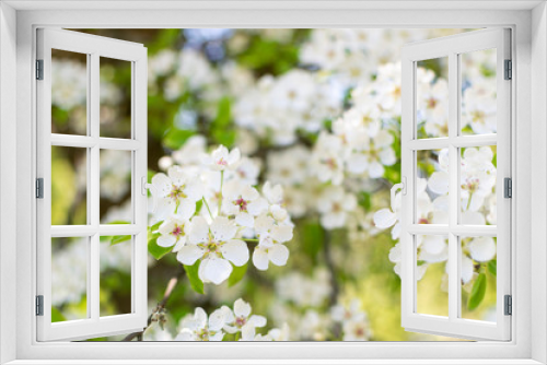 Fototapeta Naklejka Na Ścianę Okno 3D - Beautiful blossom flowers on pear tree in early spring