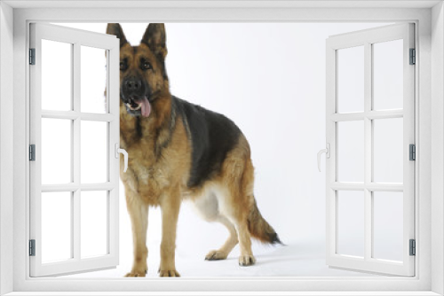 Fototapeta Naklejka Na Ścianę Okno 3D - Deutsche Schäferhund - german shepherd dog -