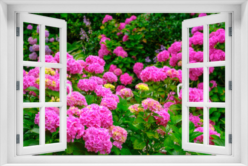 Fototapeta Naklejka Na Ścianę Okno 3D - Blooming pink hortensia flowers in garden