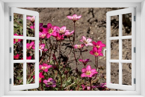 Fototapeta Naklejka Na Ścianę Okno 3D - Spring flowers of red and pink closeup in the garden.