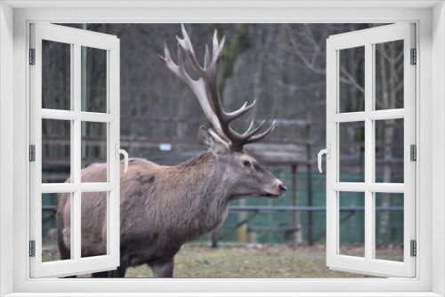 Fototapeta Naklejka Na Ścianę Okno 3D - ANIMALS