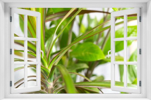 Fototapeta Naklejka Na Ścianę Okno 3D - A homemade plant. Green leaves close-up in the background
