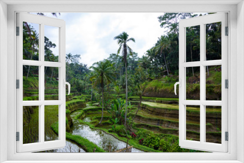 Fototapeta Naklejka Na Ścianę Okno 3D - Scenic green landscape of Tegallalang Rice Terrace in Ubud, Bali, Indonesia