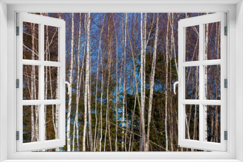 Fototapeta Naklejka Na Ścianę Okno 3D - birch tree forest in the winter
