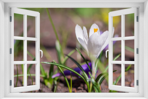 Fototapeta Naklejka Na Ścianę Okno 3D - White crocuses growing on the ground in early spring. First spring flowers blooming in garden. Spring meadow full of white crocuses, Bunch of crocuses. White crocus blossom close up.