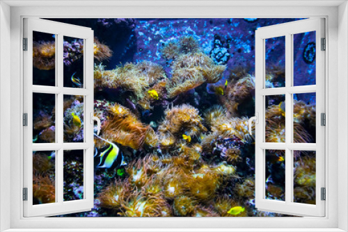 Fototapeta Naklejka Na Ścianę Okno 3D - Underwater scene, the nice view of fish and coral reef in the aquarium