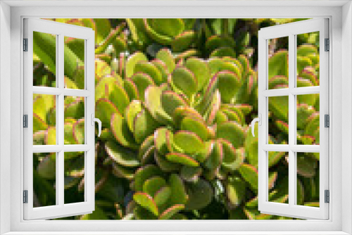 Fototapeta Naklejka Na Ścianę Okno 3D - Miniature succulent plants in garden on Madeira. Portugal.