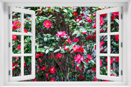 Fototapeta Naklejka Na Ścianę Okno 3D - Blooming plant of Camellia sasanqua, an evergreen shrub with glossy green foliage and fragrant single flowers from white to deep pink, produced extremely early in the season, Turin, Piedmont, Italy