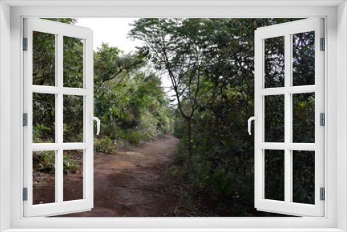 Fototapeta Naklejka Na Ścianę Okno 3D - Estrada de terra através de floresta tropical