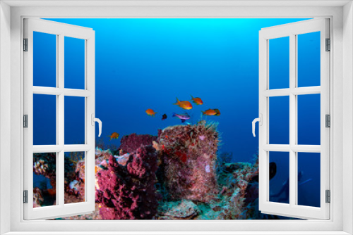 Fototapeta Naklejka Na Ścianę Okno 3D - Anthias fish swimming over an underwater wreck