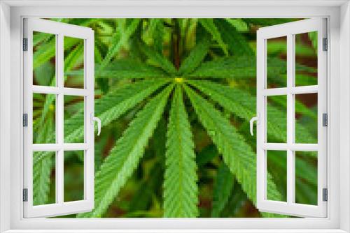 Fototapeta Naklejka Na Ścianę Okno 3D - Cannabis Sativa Hybrid leaf
