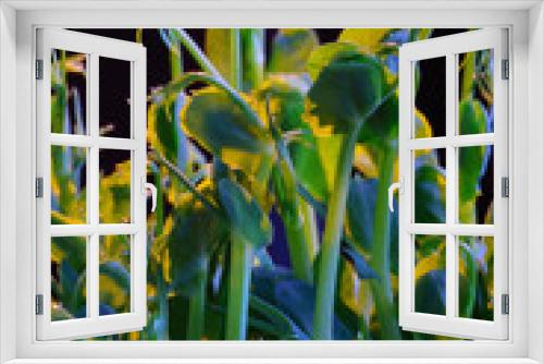 Fototapeta Naklejka Na Ścianę Okno 3D - sprouted peas