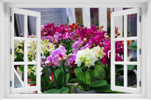 Fototapeta Naklejka Na Ścianę Okno 3D - Beautiful multicolored mini phalaenopsis orchid in flower pots. Сolorful Orchid flowers in pots at a flower show
