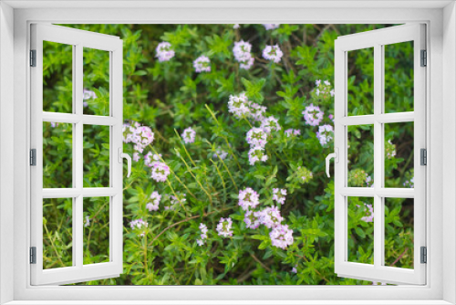 Fototapeta Naklejka Na Ścianę Okno 3D - Pink Thyme flowers