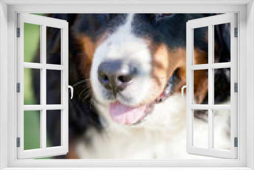 Fototapeta Naklejka Na Ścianę Okno 3D - Bernese Mountain Dog (Berner Sennenhund, Bernois)