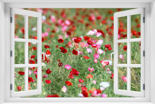 Fototapeta Naklejka Na Ścianę Okno 3D - multicolor field of poppies flowers