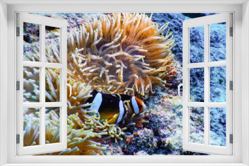 Fototapeta Naklejka Na Ścianę Okno 3D - 黒島の海でクマノミと戯れる