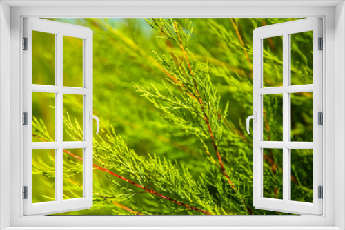 Fototapeta Naklejka Na Ścianę Okno 3D - Calming close up photo of a green bush of Virginia Juniper in the park.  Juniperus virginiana L. Communis Repanda. Pfitzeriana. Gardening concept. Hobby and leisure. Selective focus