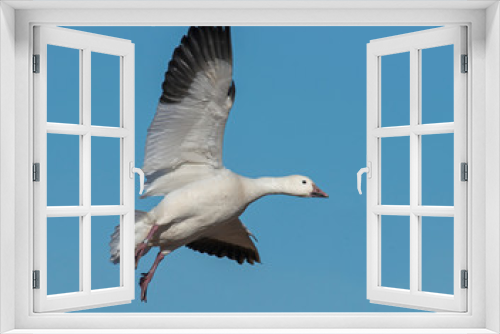 Fototapeta Naklejka Na Ścianę Okno 3D - Snow Goose in flight