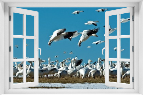 Fototapeta Naklejka Na Ścianę Okno 3D - Snow geese in flight as they engage in their annual spring northward migration.