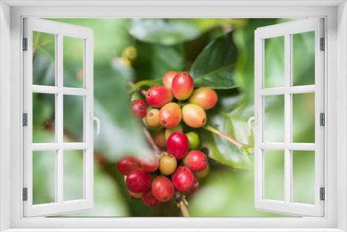 Fototapeta Naklejka Na Ścianę Okno 3D - Fresh coffee beans on tree branches