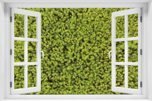 Fototapeta Naklejka Na Ścianę Okno 3D - Aerial top view of a beautiful marijuana CBD hemp field