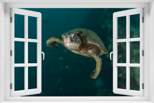 Fototapeta Naklejka Na Ścianę Okno 3D - depth perception turtle