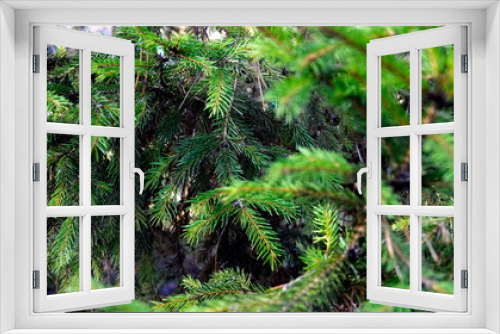Fototapeta Naklejka Na Ścianę Okno 3D - Bush