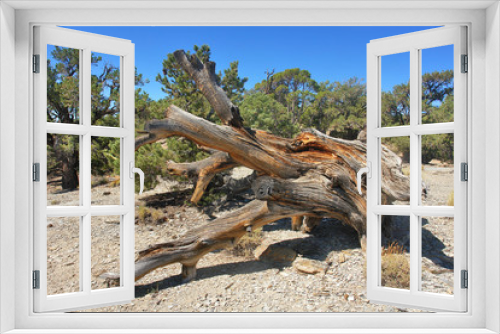 Fototapeta Naklejka Na Ścianę Okno 3D - Great Basin bristlecone pine found in the higher mountains of California. 