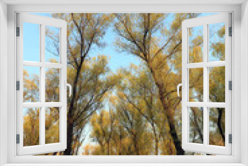 Fototapeta Naklejka Na Ścianę Okno 3D - Trees in autumn