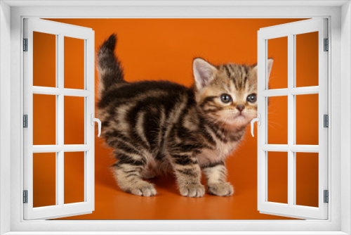 Fototapeta Naklejka Na Ścianę Okno 3D - American shorthair cat on colored backgrounds