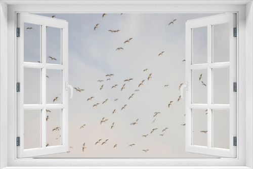 Fototapeta Naklejka Na Ścianę Okno 3D - Birds in flight, freedom. Silhouette. Flock of birds.