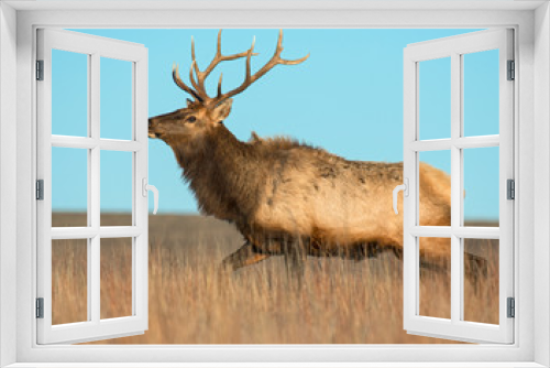 Fototapeta Naklejka Na Ścianę Okno 3D - A Bull Elk in the Wichita Mountains